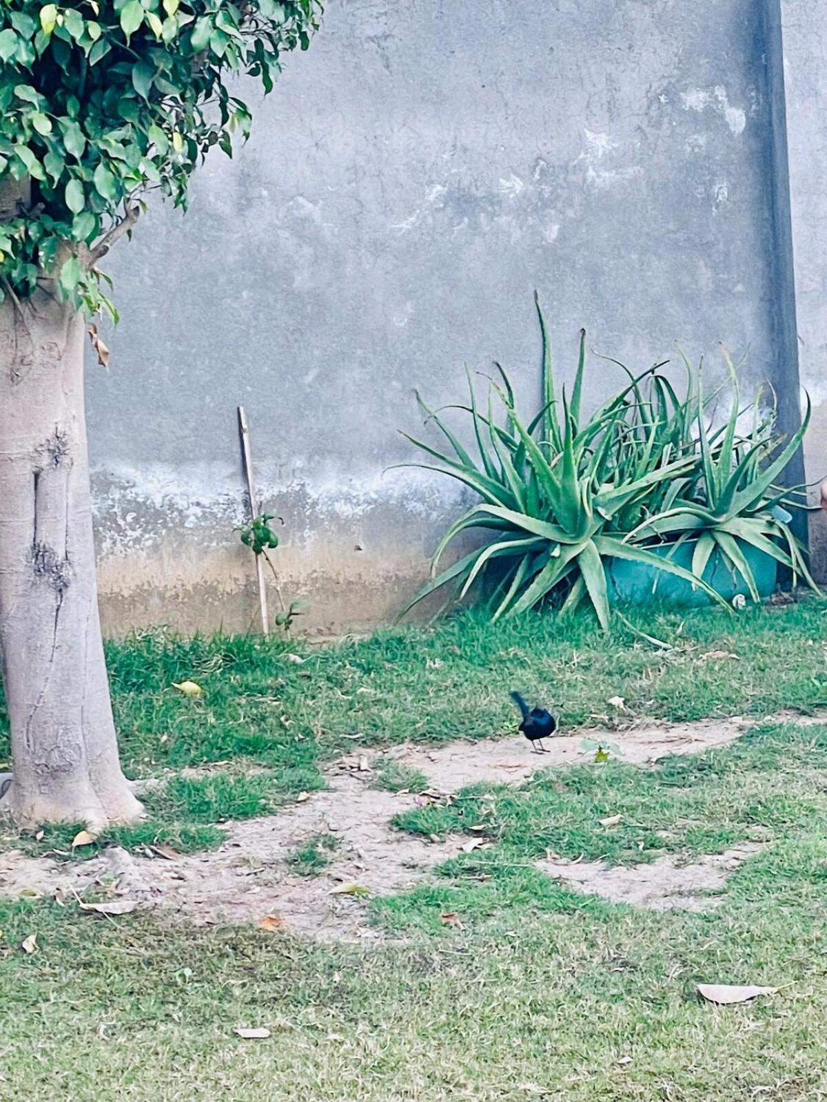 Sukoon Farm Villa Gurgaon Buitenkant foto